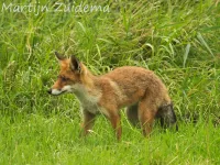 Vos [Vulpes vulpes]